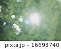 新緑 16693740