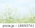 ふんわり風景 16693741