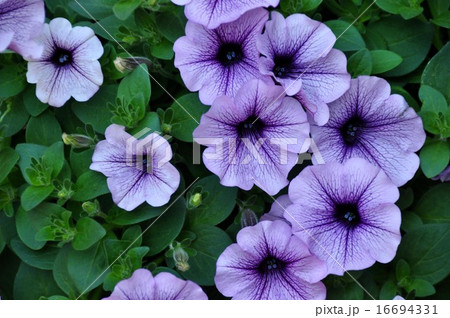 サフィニア 16694331