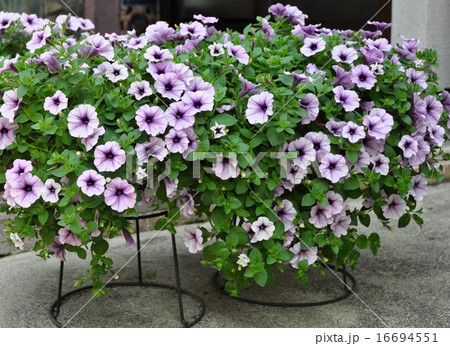 サフィニア サフィニア 16694551