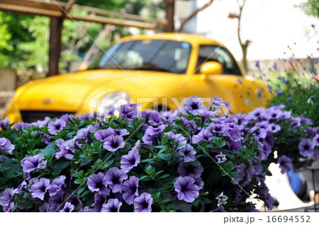 花と黄色い車 花と黄色い車 16694552