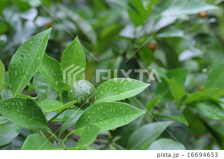 ダイダイの青い実と雨雫 ダイダイの青い実と雨雫 16694653