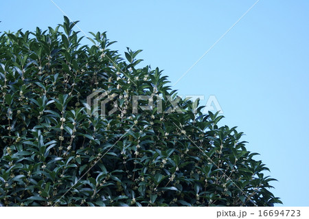 銀木犀　ギンモクセイ　木犀と呼ばれています。 16694723