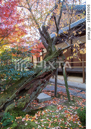 等持院・西庭、桜の名木 16694906