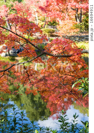 等持院、心字池の楓 16694911