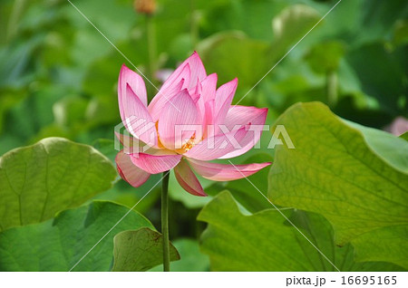 ハスの花 16695165