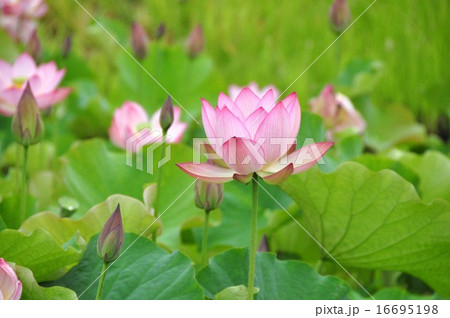 ハスの花 16695198