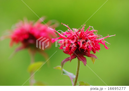 モナルダ 16695277