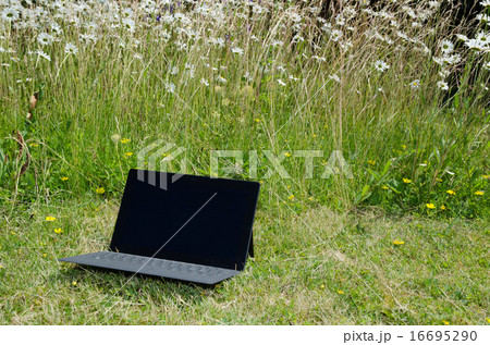 Laptop at a lawn with daisies 16695290