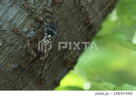 生き物　昆虫　アブラゼミ、どこにでもいる蝉ですが一部地域では極端に減少しているようです 16695466