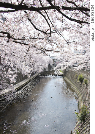 横浜/大岡川プロムナードの桜 横浜/大岡川プロムナードの桜 16695804