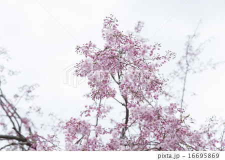 しだれ桜 しだれ桜 16695869