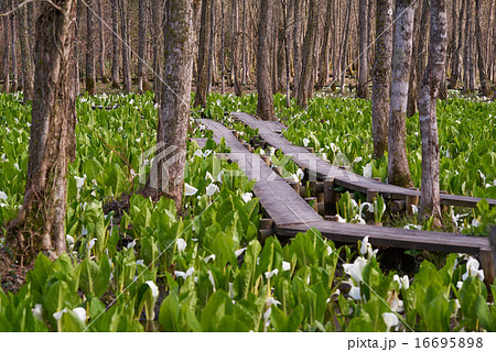 水芭蕉群生地の木道（秋田県、刺巻湿原） 16695898