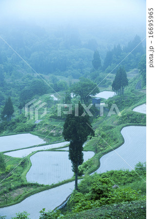 田植え前の棚田 16695965