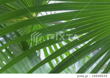 Close up of palm leaf 16696649