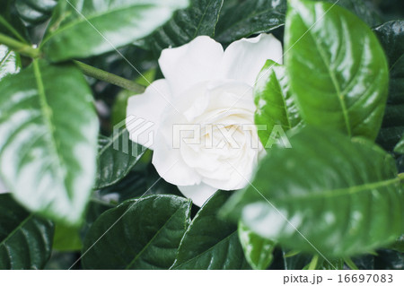 Close up of white rose 16697083