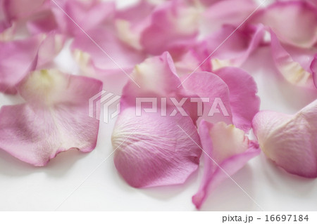 Rose petals in studio 16697184