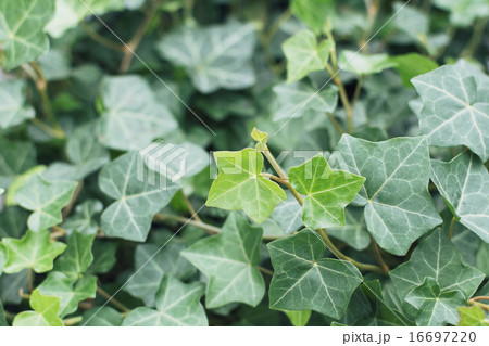 Close up of ivy leaves Close up of ivy leaves 16697220