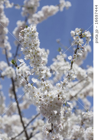 Cherry tree in blossom Cherry tree in blossom 16697444