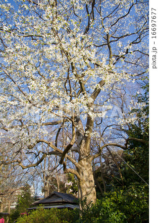 コブシ / Japanese Magnolia praecocissima コブシ / Japanese Magnolia praecocissima 16697677