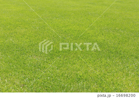 芝生 芝生 16698200