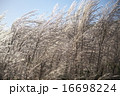 曽爾高原のススキ 16698224