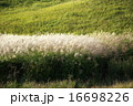 曽爾高原のススキ 16698226