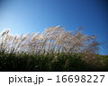 曽爾高原のススキ 16698227