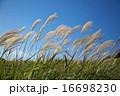曽爾高原のススキ 16698230