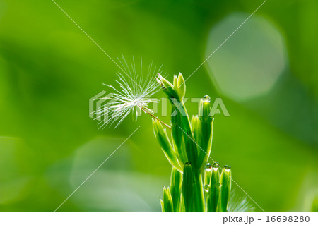 タンポポとスギナの朝露 16698280