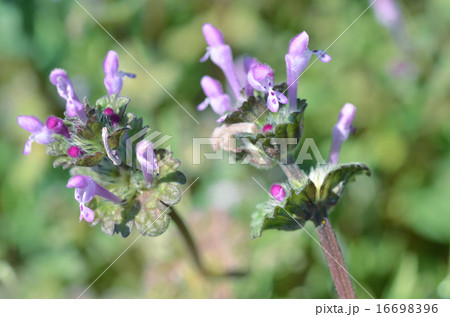 ほとけのざ 16698396