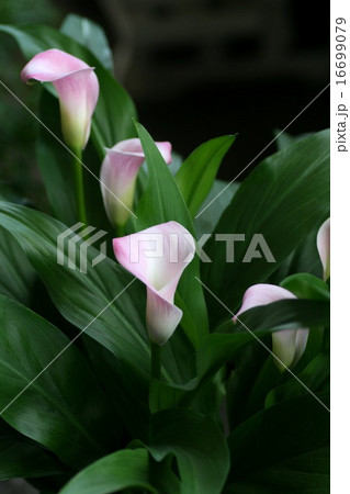 カラー（ピンク） 16699079