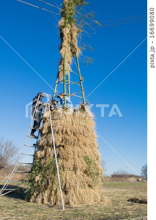 どんど焼きの櫓づくりの様子７ 16699080