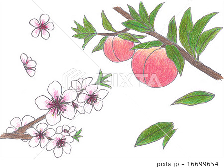 桃の果実 花のイラスト素材