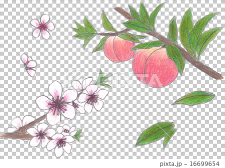 Peach fruits and flowers 16699654