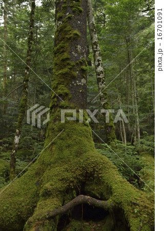 苔の森　長野・白駒池 16701091