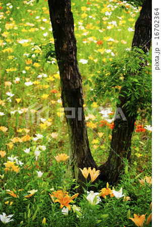 百合 百合 16702364