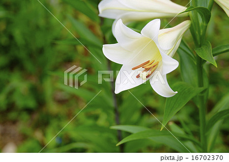 白百合 16702370