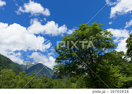 夏 飛騨高山 奥飛騨温泉郷 鍋平高原 16702638