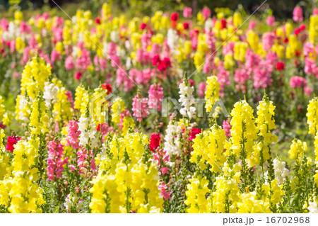 キンギョソウ キンギョソウ 16702968