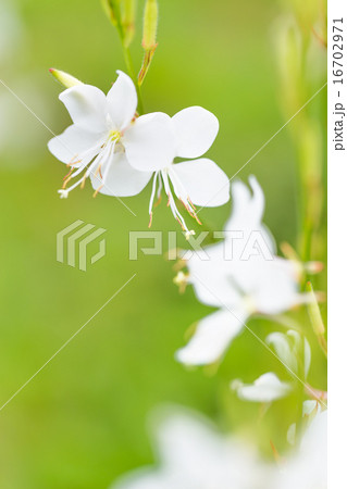 ヤマモモソウの花 16702971