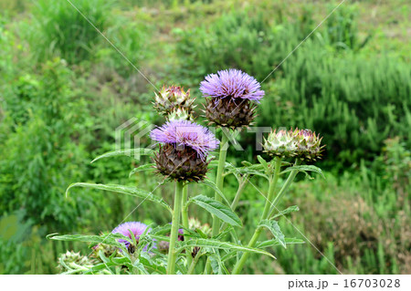 カルドン カルドン 16703028