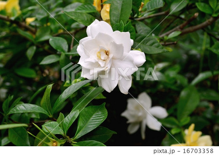 クチナシの花 16703358