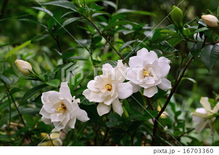 クチナシの花 クチナシの花 16703360