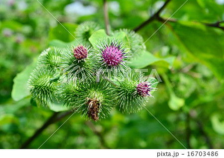 ゴボウの花 16703486