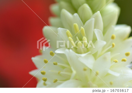 パイナップルリリー パイナップルリリー 16703617