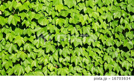 グリーンカーテン 16703634