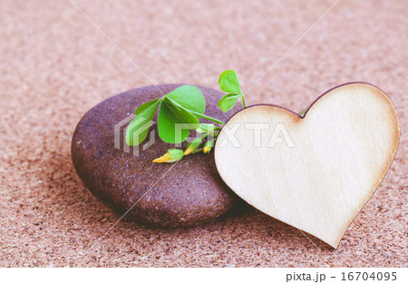 Closeup clover leaf and stone . Closeup clover leaf and stone . 16704095