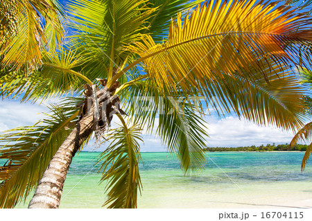 Palm on tropical beach of caribbean sea Palm on tropical beach of caribbean sea 16704115