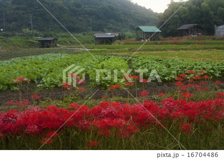 彼岸花 16704486